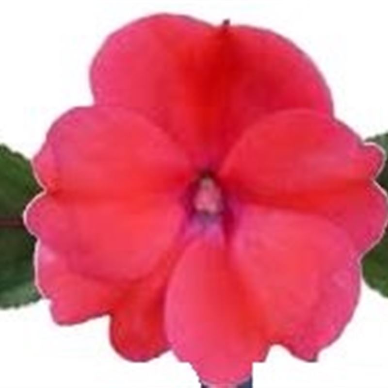Deep Rose® Compact